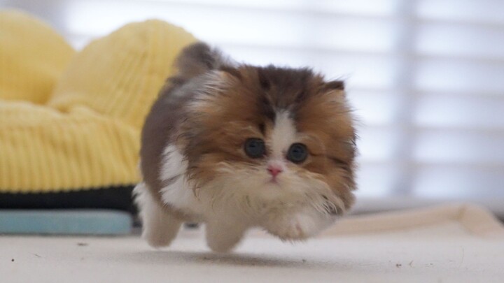 Who said there was something wrong with my legs?