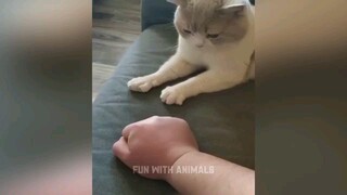 cat funny video 2023