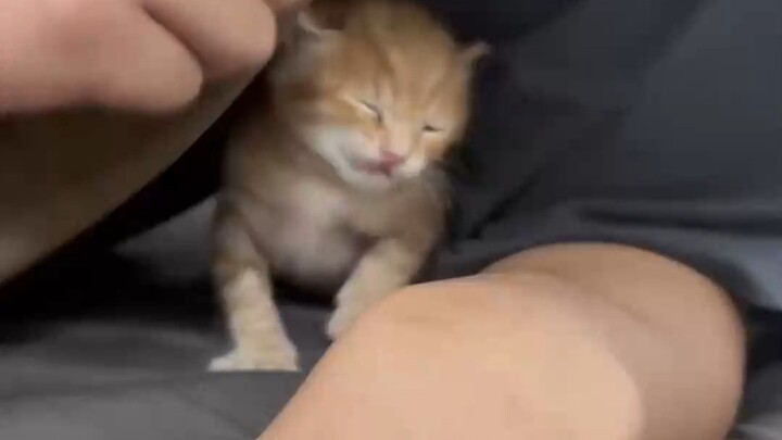 Anak kucing seusia ini paling mudah diganggu. Menggaruk tidak sakit dan menggigit tidak merusak apa 