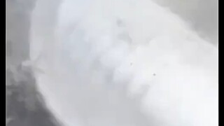 s年猪，s年猪
