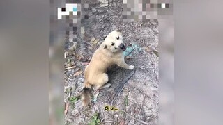 Sao mày mê gái vậy hả Tỏi #videohai