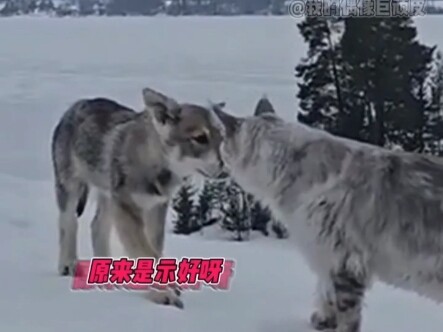 Wolfhound: So it's just a cuddle buddy! I thought it was going to eat me!