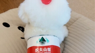 Bisakah kamu beritahu rasa minuman anjing kecil mana yang kamu suka?