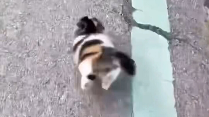 การติดตามแมวตัวหนึ่งทำให้เธอรู้สึกงุนงงไร้เหตุผล