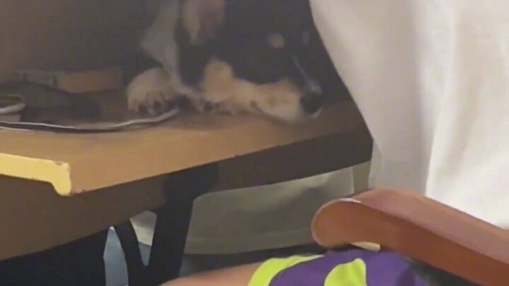 College student drags their dog to class—dog: “Where’s your backpack?”