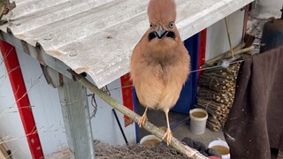 Diserang oleh burung, aku memanggil binatang buas ini menaklukkannya!