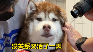 Sangat beruntung anjing kecilku bisa bertemu dengan groomer yang mencintainya, ini adalah salah satu