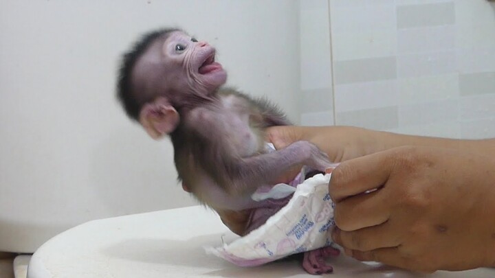 OMG !! Small Cute Tiny Baby Monkey Jessie Angry Cry Not Satisfied Mom Bathing Her