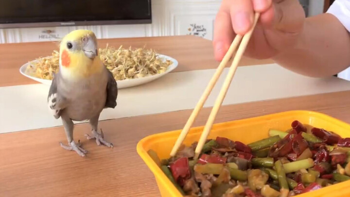 [สัตว์][วล็อก]นกคอกคาทีลฮอลแลนด์อยากกินอาหารเดลิเวอรี่
