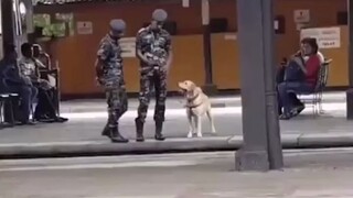 军犬：“我可以请假玩会吗？” 主人：“好，给你一分钟，就在这附近哦~”