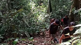 pertualangan di hutan kalimantan