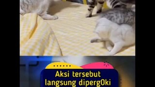 pencabulan kucing+62