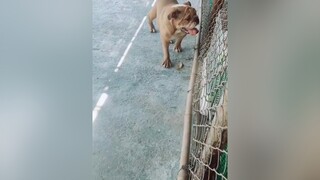 ngày trước muốn sở hữu e nó phải bỏ ra ít nhất 3 đến 4 chục Chiệu . giờ cho chẳng ai lấy , bán chẳng ai mua !  xuhuong xuhuongtiktok chócute