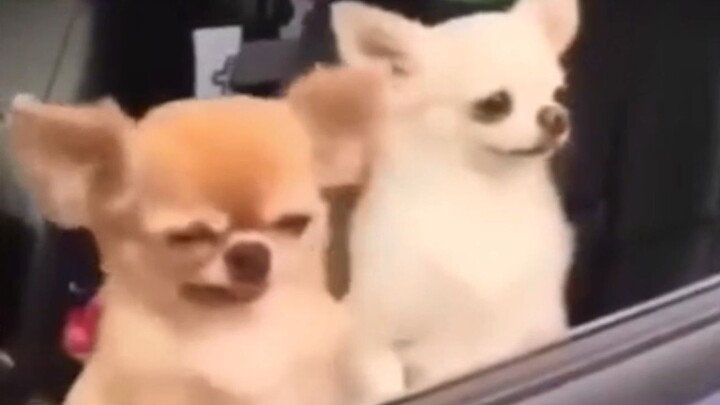 Siapa yang bisa menolak seekor anjing yang agak bodoh… tapi selalu bikin bahagia!