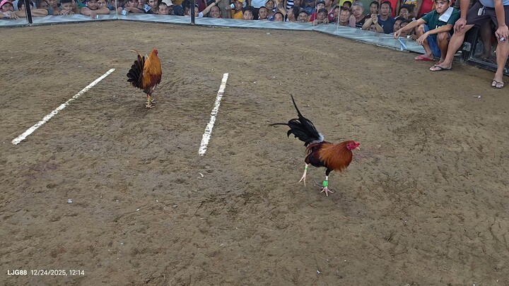 Stag(Paling) 8mos old VS Bullstag (Gold) 14mos old. Stag atin jn. straight sweater, Testing lng