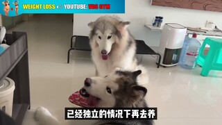Khi sống chung với một gia đình Alaska thì có gì vui 🤔🤔.?