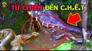 🔴 Liều Mình Tung Đòn Hiểm T.ử Chiến Hổ Mang Chúa, Trăn Vua Nhận Cái Kết Không Thể Tin Nổi