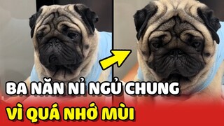 Chú chó cưng mỗi đêm được Ba năn nỉ NGỦ CÙNG vì QUÁ NHỚ 😍 | Yêu Lu