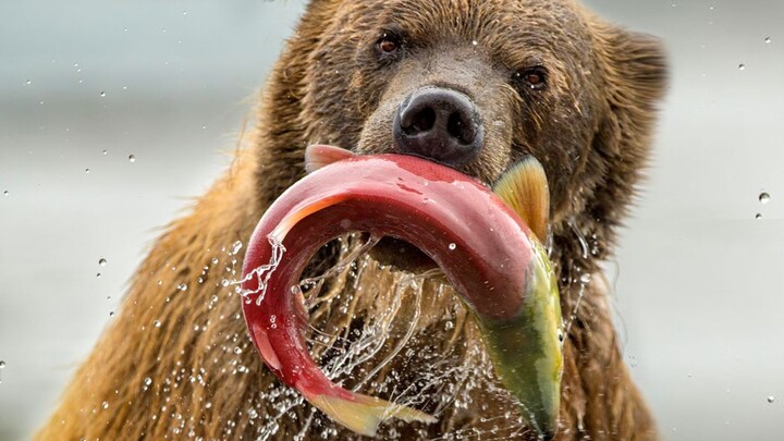 Beruang kecil nakal, tangkap ikan secara online!