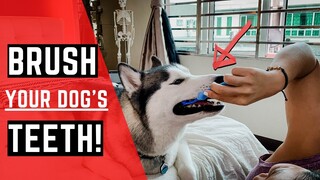 Brushing Your Dog's Teeth - The BEST Tooth Brush For Your Dog