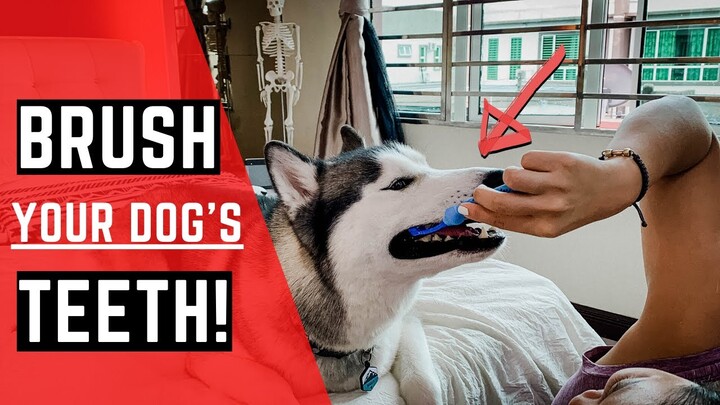 Brushing Your Dog's Teeth - The BEST Tooth Brush For Your Dog