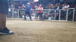 Calinan gallera derby grey