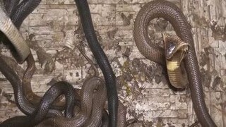 How they cook a cobra!