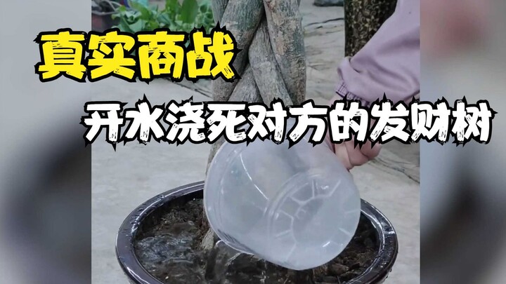 สงครามธุรกิจในซีรีส์: เล่ห์กลหลอกลวง สงครามธุรกิจในชีวิตจริง: ใช้น้ำร้อนราดจนต้นไม้มงคลของคู่แข่งตาย