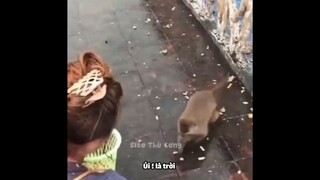 Tôi Cá Là Bạn Sẽ Hết Buồn Sau Khi Xem Chiếc Video Này _ Siêu Thú Cưng