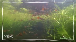 Guppies (GoPro Underwater Test)