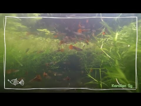 Guppies (GoPro Underwater Test)
