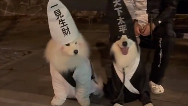 Dog: Humans are pests!