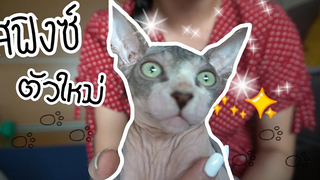 Ep5 ลูกแมวตัวใหม่ (สฟิงซ์) ผิวมีปัญหา และติดกัดนิ้วมาก