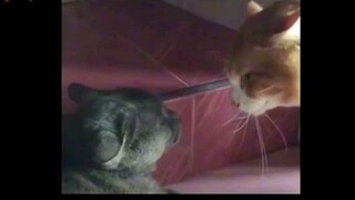 Tao là mèo mà đâu phải chó đâu 😂😂😂