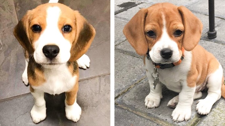 🐶 Funny and Cute Beagle Puppies Videos That Will Change Your Mood For Good | Cute Puppies