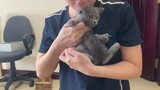 Unbox bé mèo Anh lông ngắn xám xanh vô cùng đáng yêu mới về Tiệm mèo sen | Cute cat