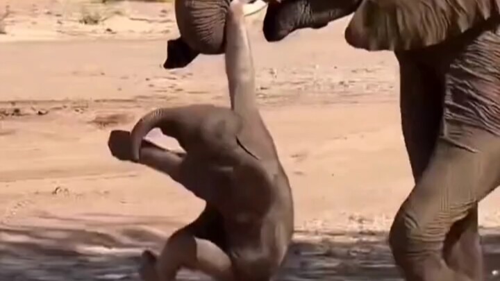 In case you’ve never seen an elephant recycling a baby elephant.