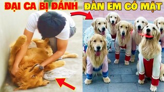 Thú Cưng Vlog | Trứng Bạc Và Trứng Vàng #41 | Chó gâu đần thông minh vui nhộn | Funny pets smart dog