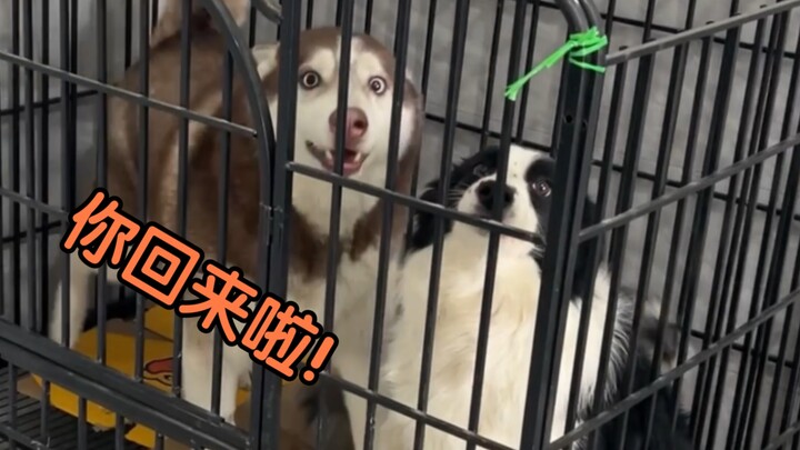 Apa reaksi para anjing saat majikan mereka tidak pulang semalaman dan baru kembali ke rumah?