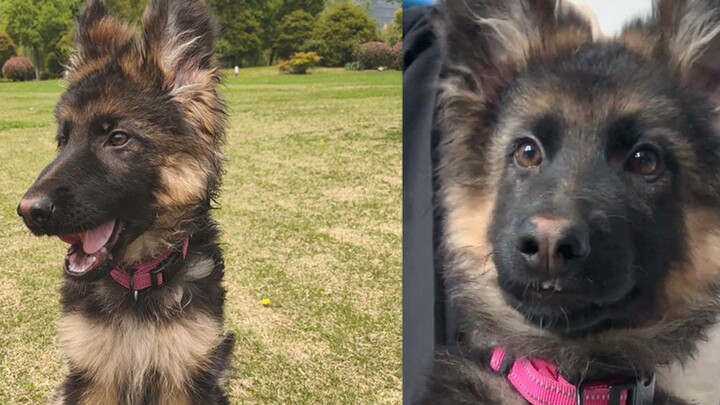 Some dogs may look like tall and imposing German Shepherds on the surface, but secretly they have li