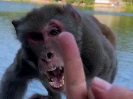 Ambushing the Alpha Male Monkey