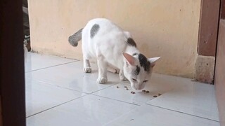 ayam vs jamal si kucing preman