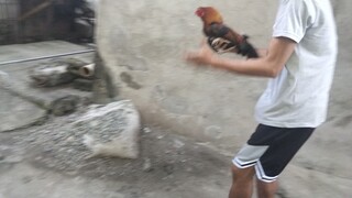 spar bantam