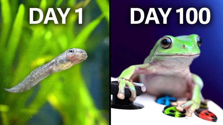 6 Million Views on YouTube: Raising Tadpoles from Scratch into Frogs, Then Teaching It How to Play M