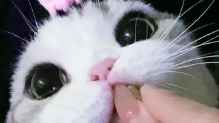 التفوق في الحضور، حيلة القط الصغير في إظهار الطرافة!