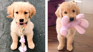 Cute Golden Dogs Help You Relax After Tiring Day 🐶🥰 | Cute Puppies