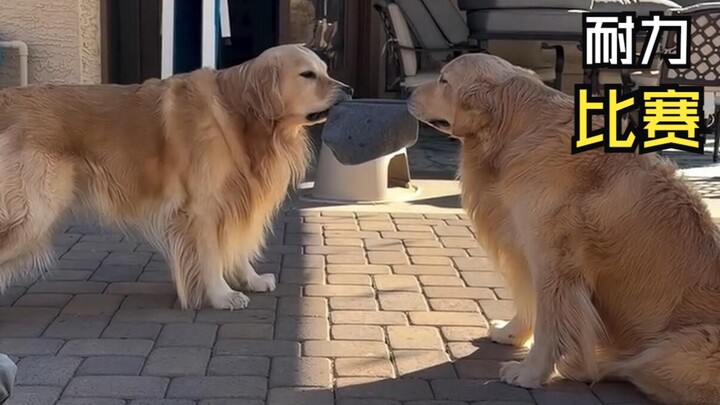 Those Amazing Animal Videos!