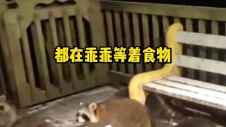 小浣熊连夜写了一篇桃花源记 # 小浣熊 # 可