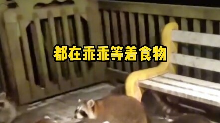 เจ้าแร็กคูนน้อยเขียนเรื่องบันทึกแห่งดินแดนดอกท้อขึ้นมาทั้งคืน # เจ้าแร็กคูนน้อย # สามารถ