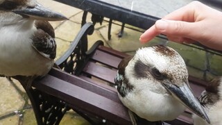 A few laughing kookaburras often visit the young lady's backyard. Netizens ask: Do they let you touc